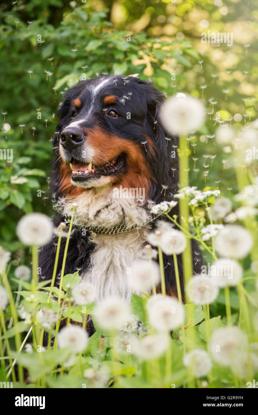 Bernois assis dans les pissenlits, tonique libre Banque D'Images