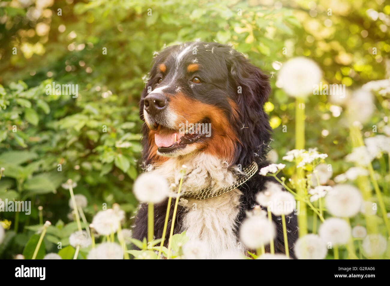 Bernois assis dans les pissenlits, tonique libre Banque D'Images