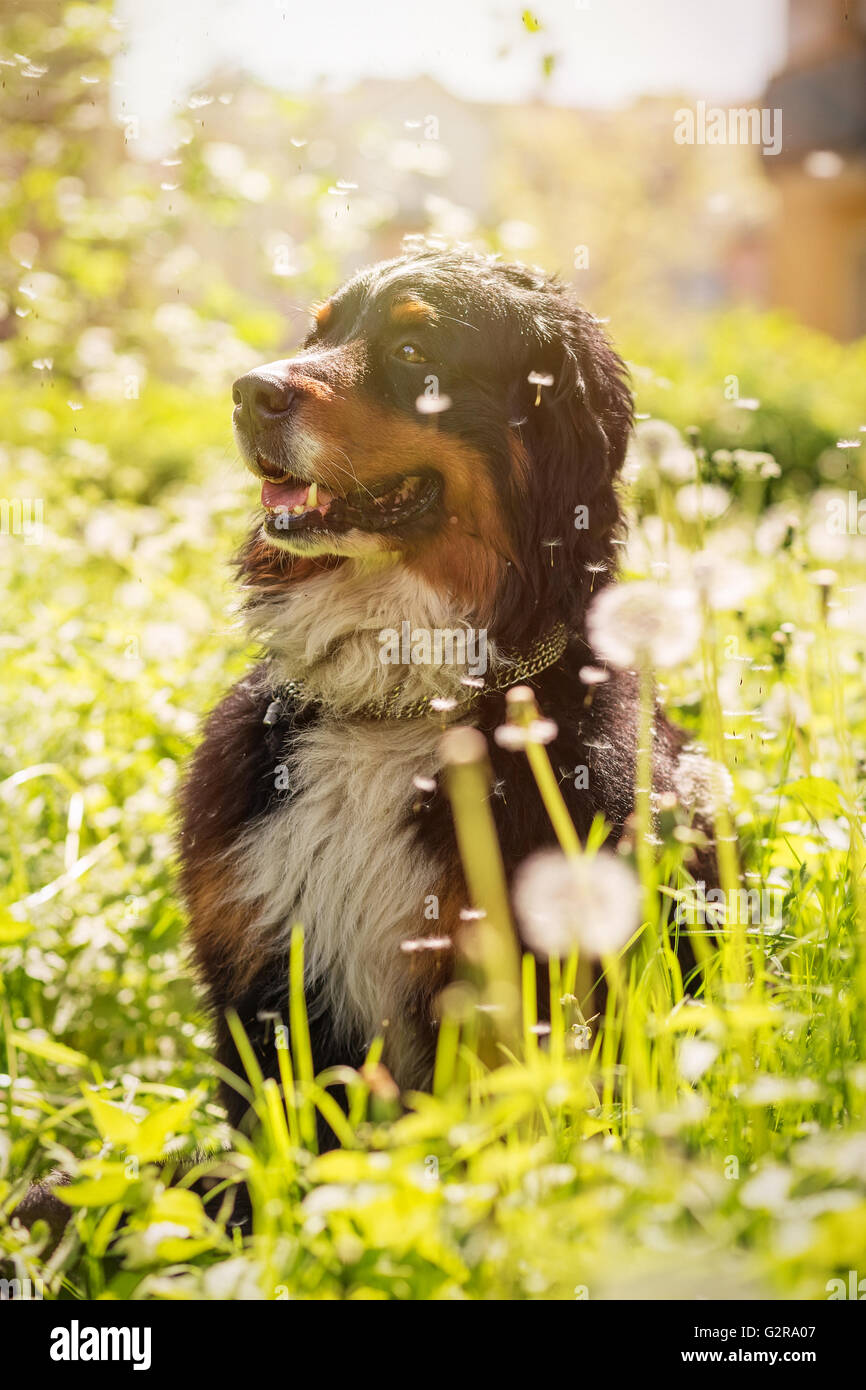 Bernois assis dans les pissenlits, tonique libre Banque D'Images