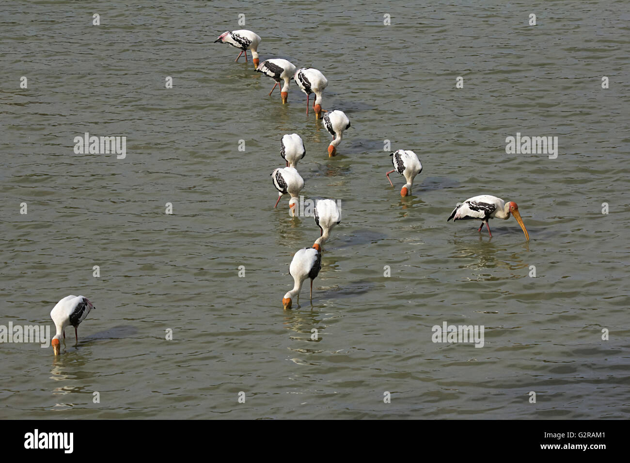 Mycteria leucocephala peint des Cigognes, la Réserve de tigres de Ranthambhore, Rajasthan, Inde Banque D'Images
