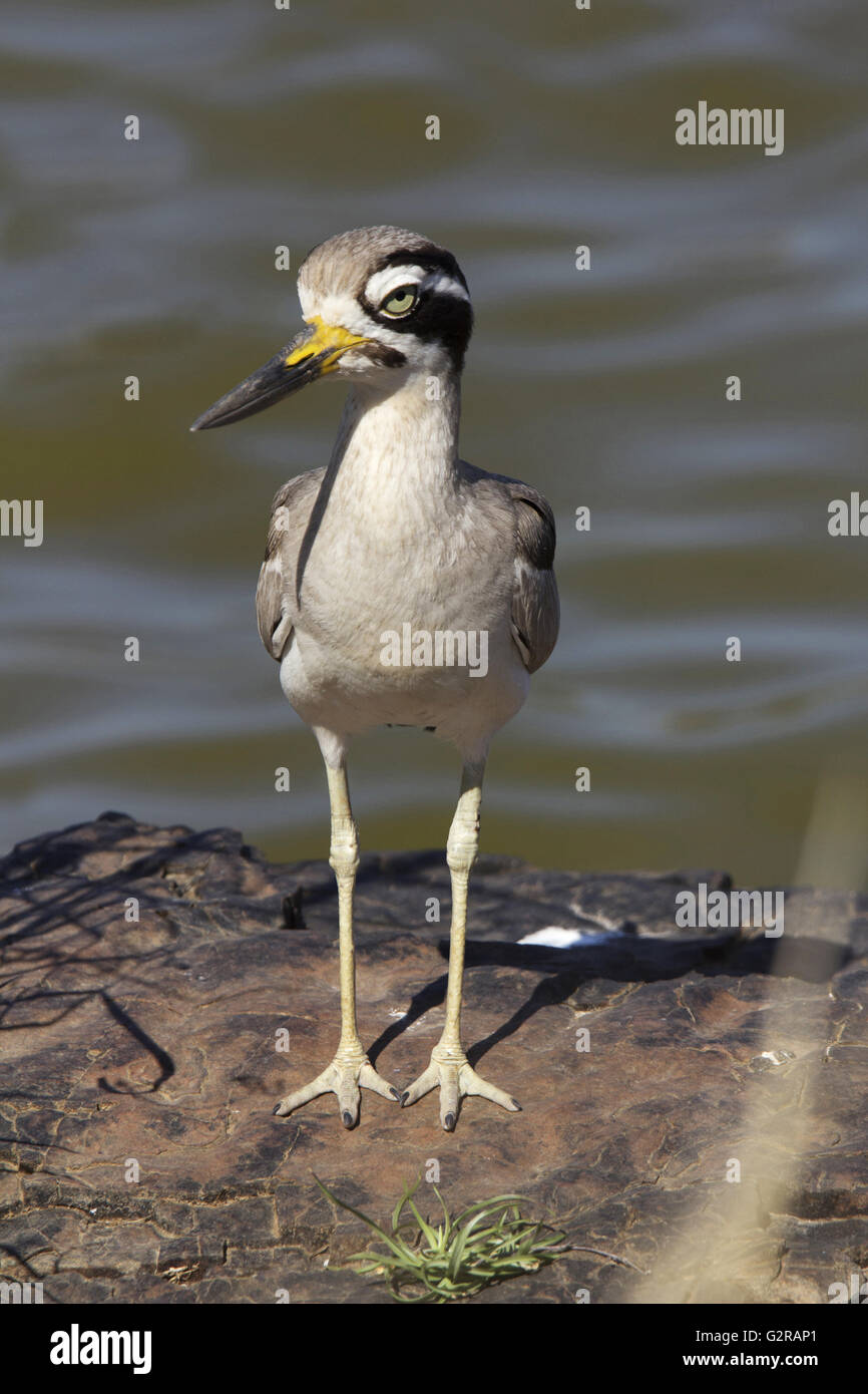 Grande pierre à gorge blanche ou grand bistrié burhinus recurvirostris, ranthambhore tiger reserve, Rajasthan, Inde Banque D'Images