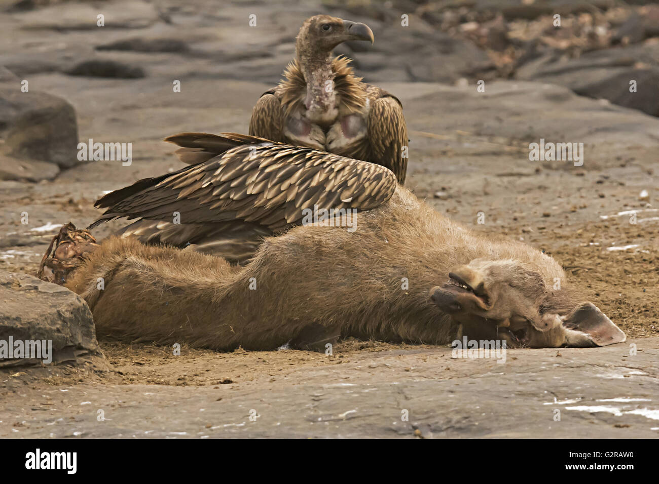 Gyps himalayensis vautour de l'himalaya, sur l'alimentation, sambar, Madhya Pradesh, Inde Banque D'Images