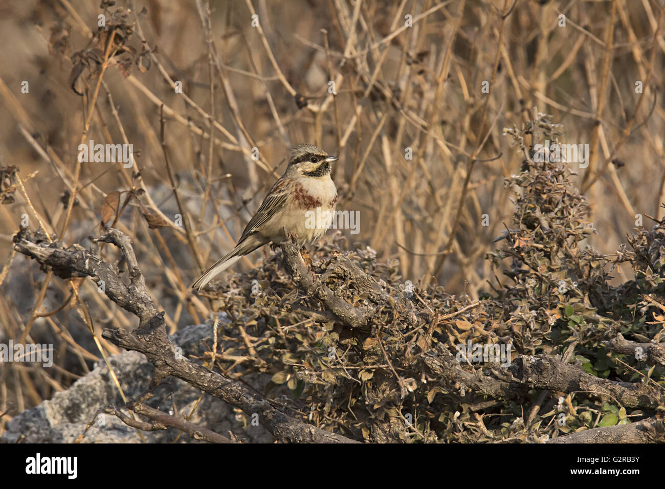 White-capped ou Chestnut-breasted bunting, Emberiza stewarti, Mount Abu, Rajasthan, India Banque D'Images