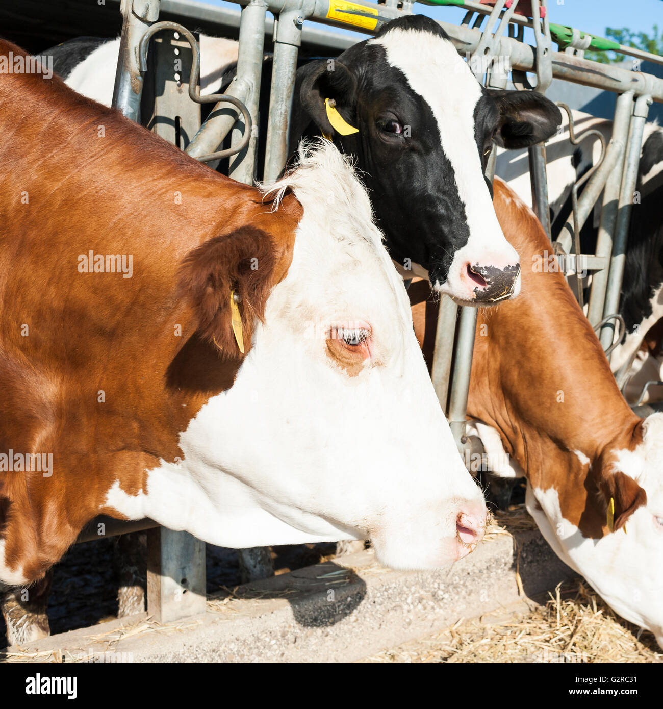 Portrait de vache brun blanc manger au mangeoire. Banque D'Images