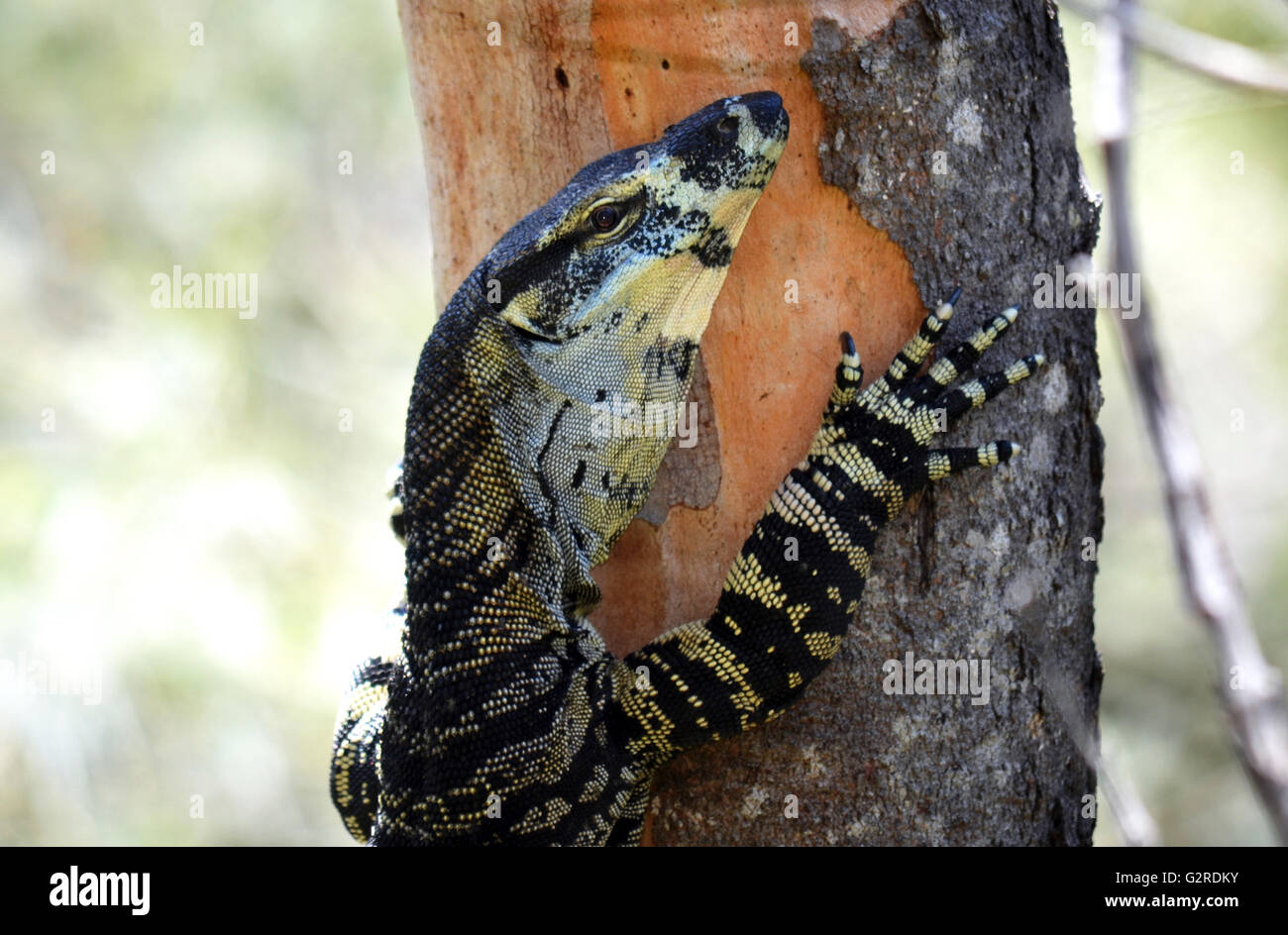 Dentelle australienne Goanna (varan Varanus varius) escalade un arbre dans le bush australien Banque D'Images