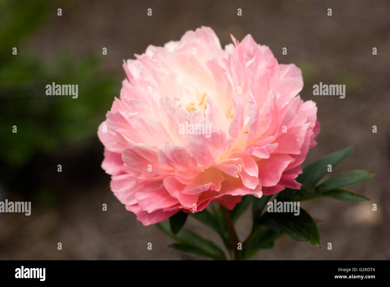 Paeonia 'Hawaiian Coral' dans un jardin anglais. Fleur de pivoine. Banque D'Images