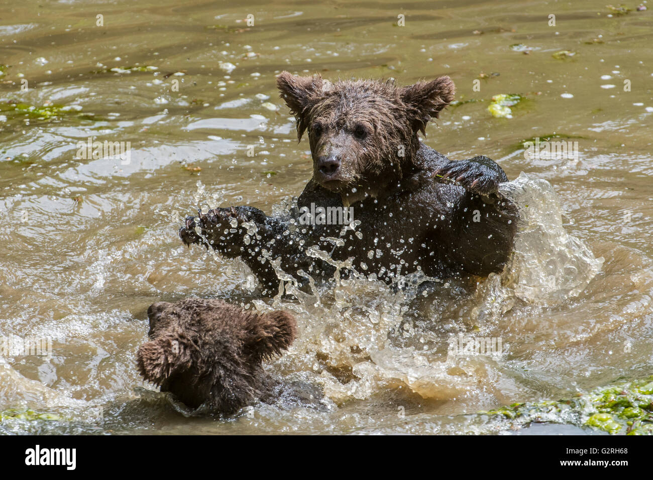 Ludique deux ours brun (Ursus arctos) d'oursons s'amuser dans le lac par les éclaboussures d'eau au printemps Banque D'Images