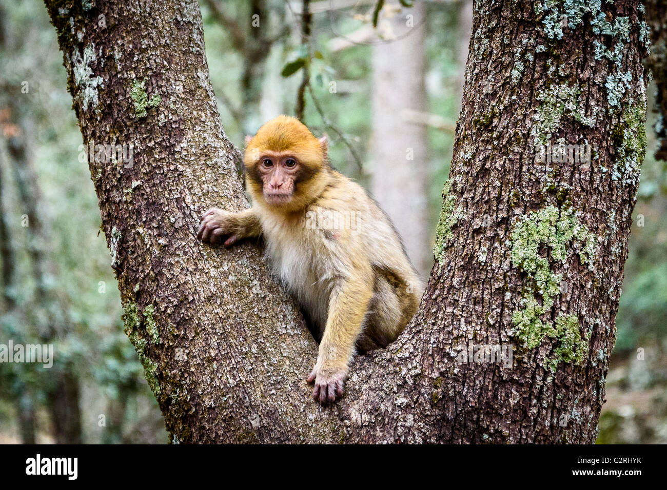 Jeune singe dans un arbre Banque D'Images