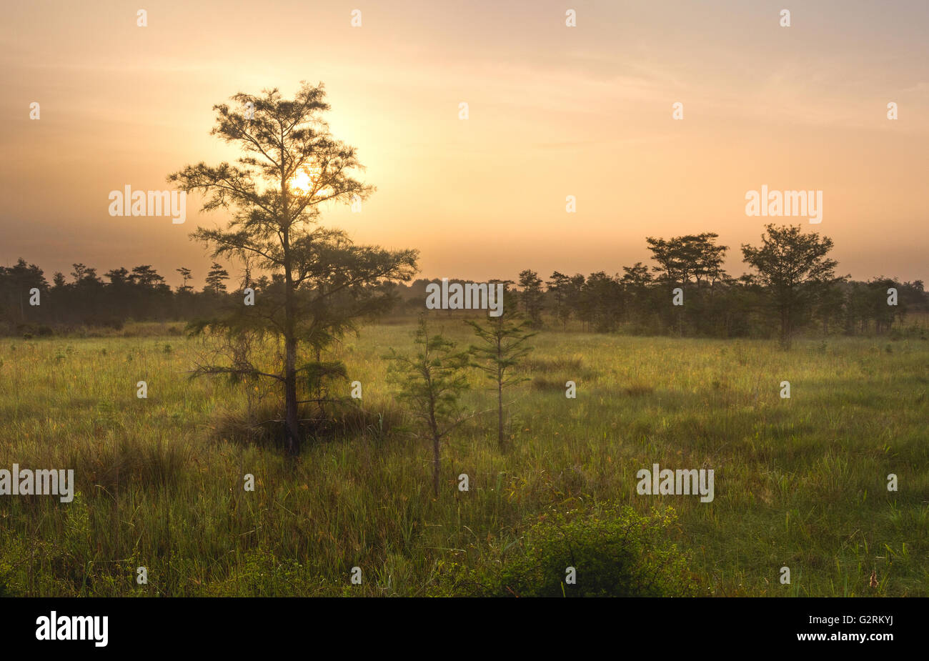 Un beau lever de soleil sur le marais des Everglades en Floride du Sud Banque D'Images