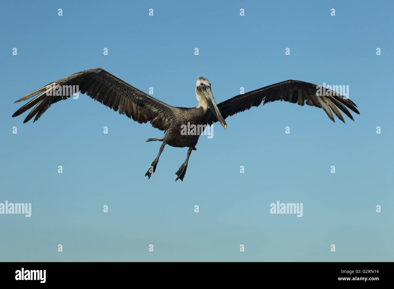 Pélican brun Pelecanus occidentalis Banque D'Images