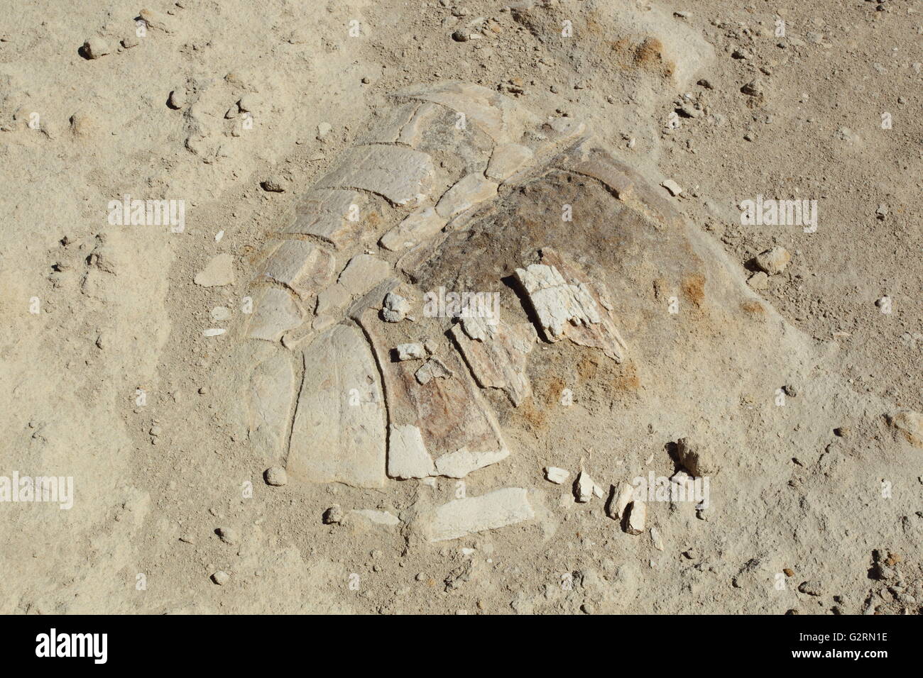 La carapace de tortue fossile Banque D'Images