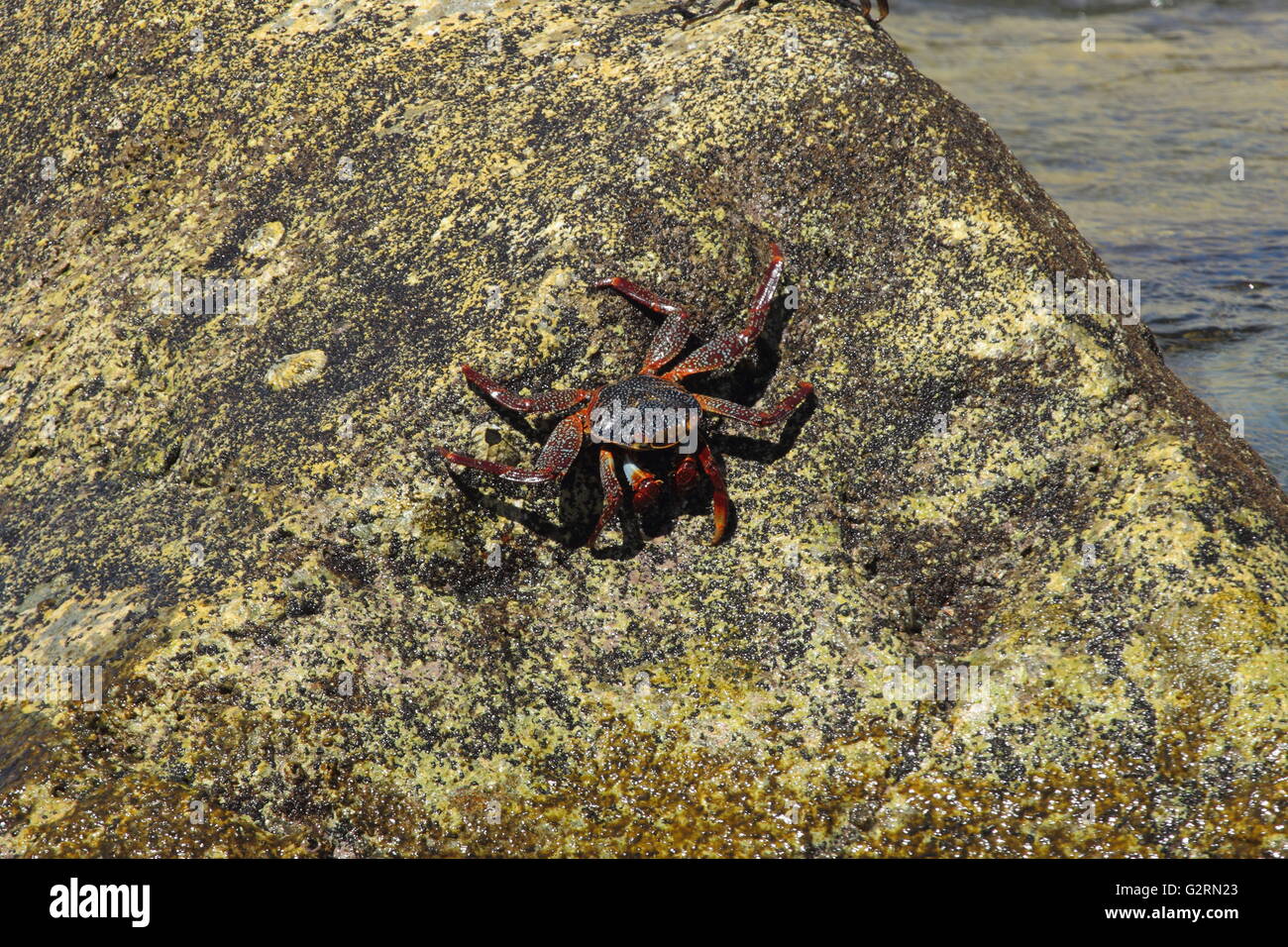 Sally Lightfoot crab crabe Grapsus grapsus , lave Banque D'Images