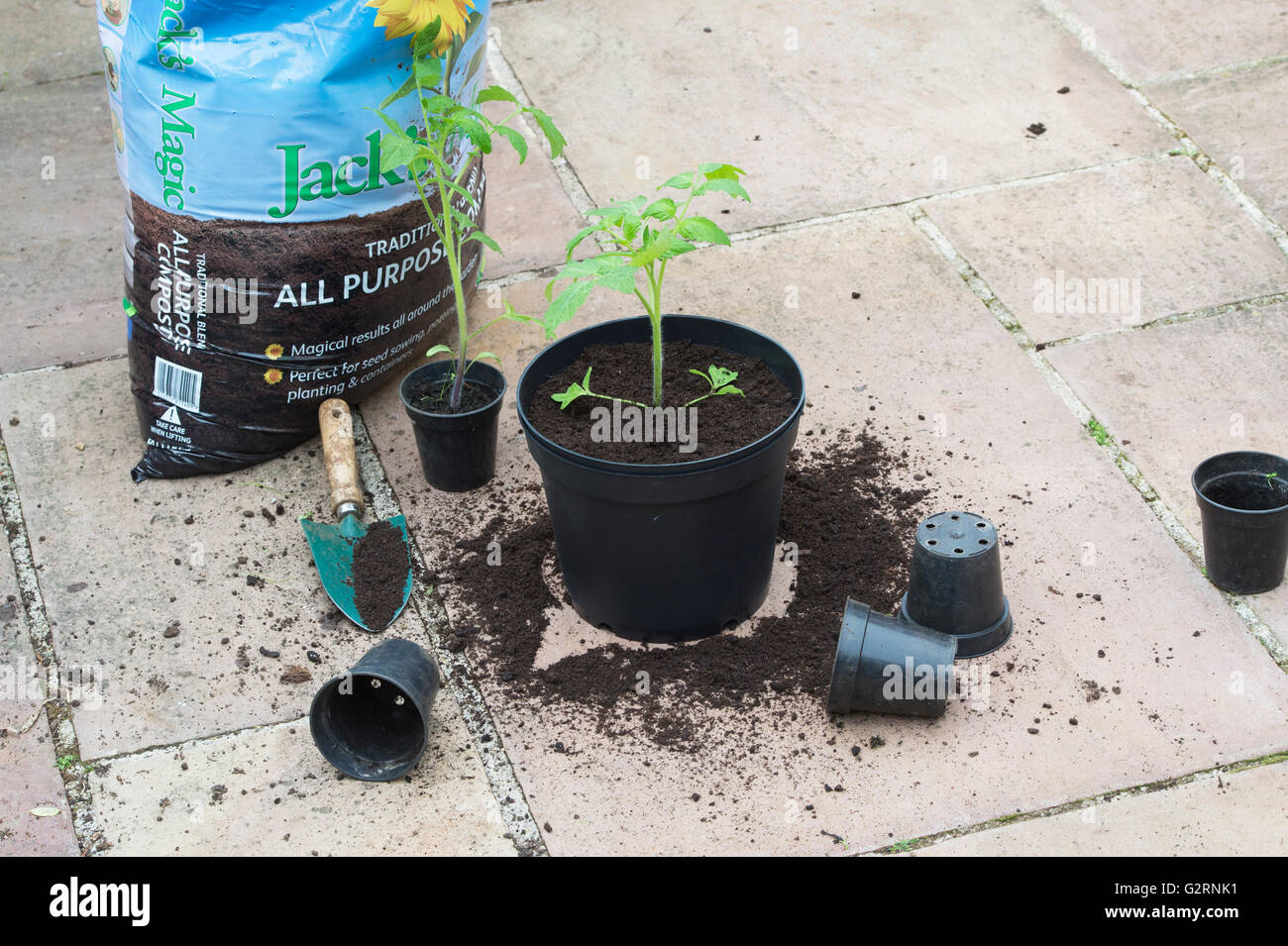 Solanum lycopersicum. Rempotage des plantes obtenues à partir de graines de tomates en mai. UK Banque D'Images