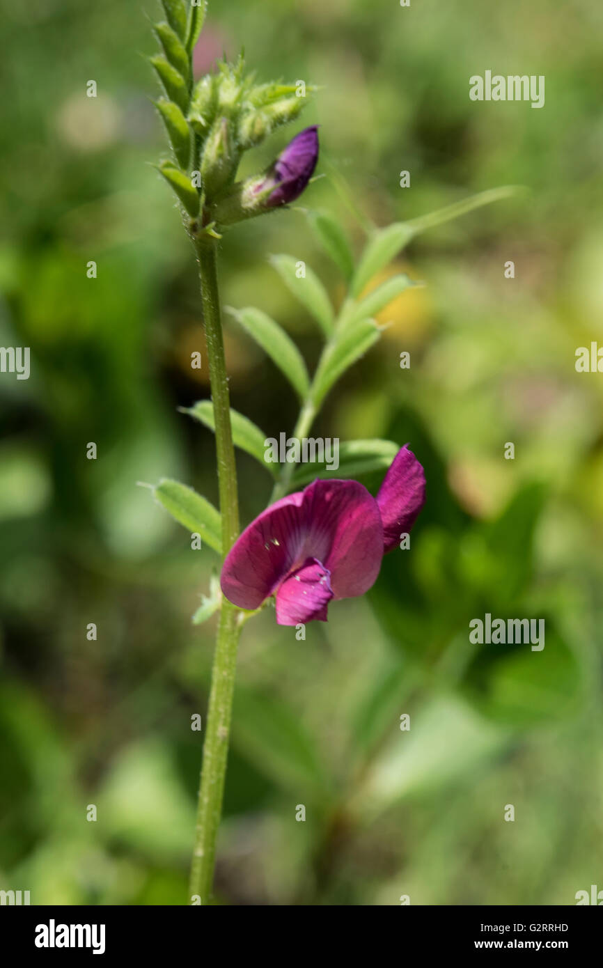 Vesce commune, Vicia sativa ssp. nigra, poussant dans les prairies neutre, Surrey, UK. Mai. Banque D'Images