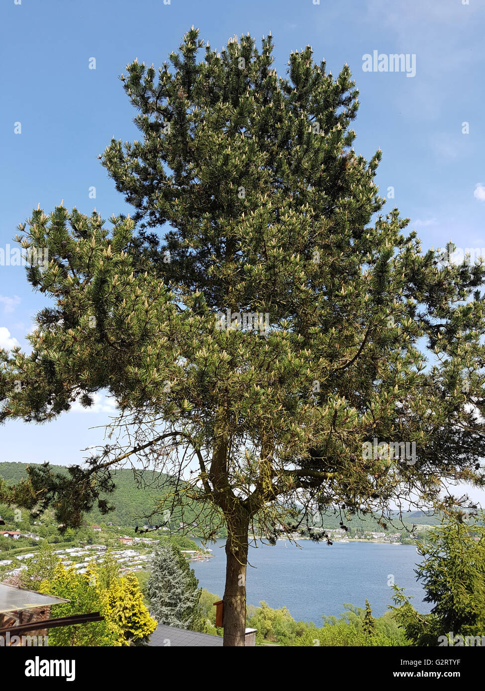 Kiefernwald, Pinus sylvestris ; ; Nationalpark, Förster Banque D'Images