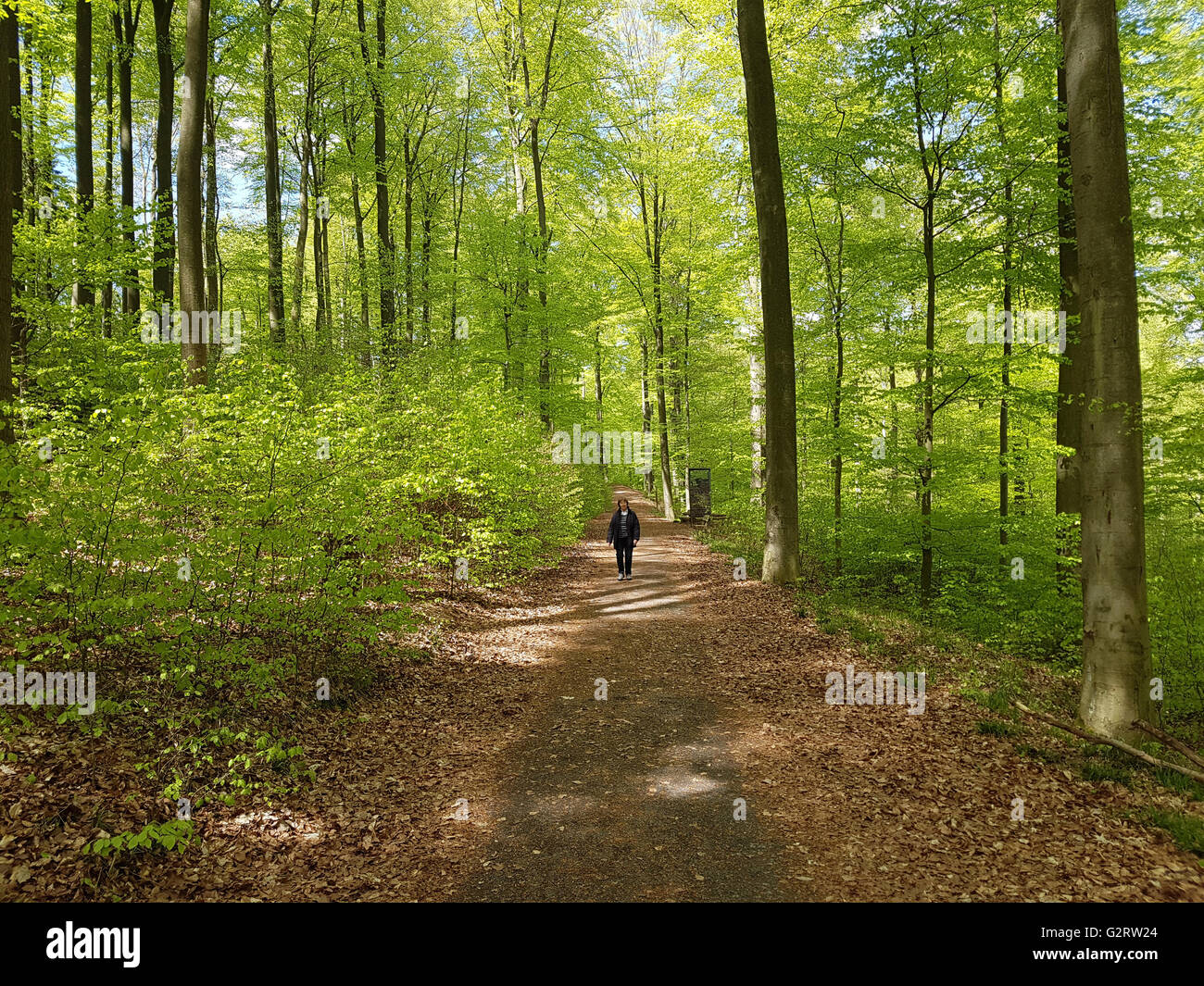 Buchenwald, Nationalpark, Förster, Banque D'Images