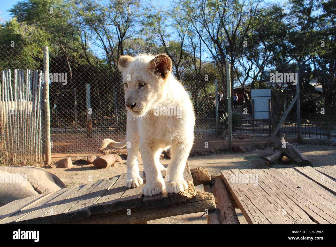 Pub Tiger au Lions Park à Johannesburg, Afrique du Sud Banque D'Images