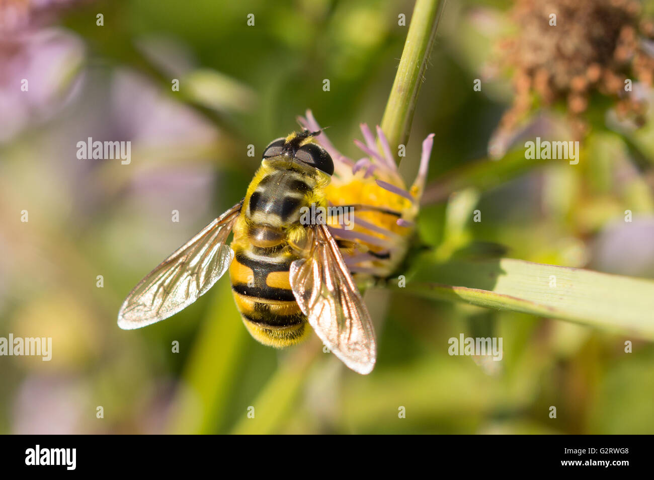 Une tête de mort Hoverfly (Myathropa florea) sur un Michaelmas daisy. Banque D'Images