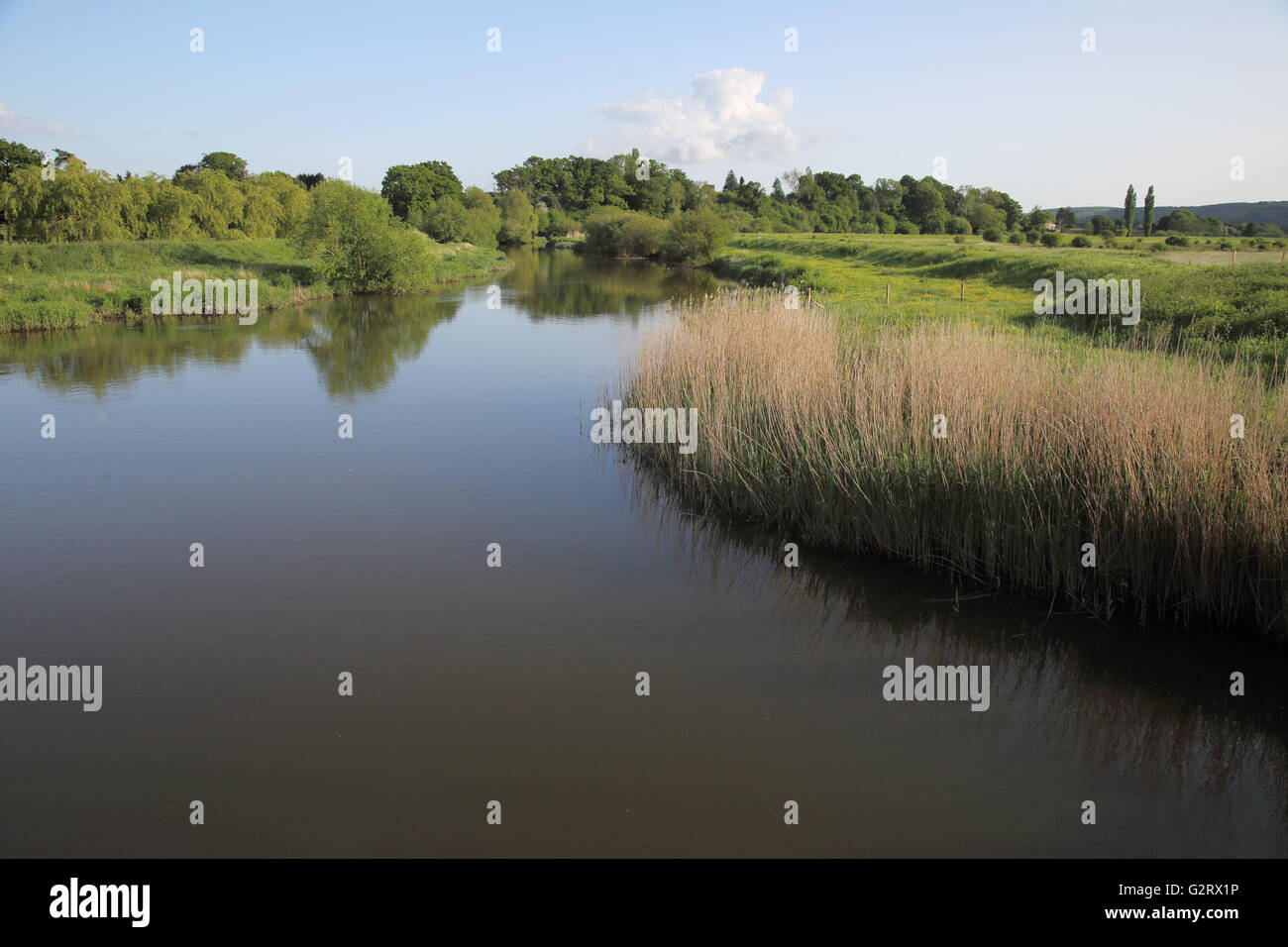 River Arun dans la campagne du Sussex Banque D'Images