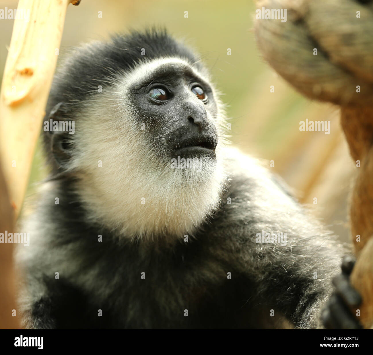 Close up of a l'est le noir et blanc bébé singe Colobus Banque D'Images