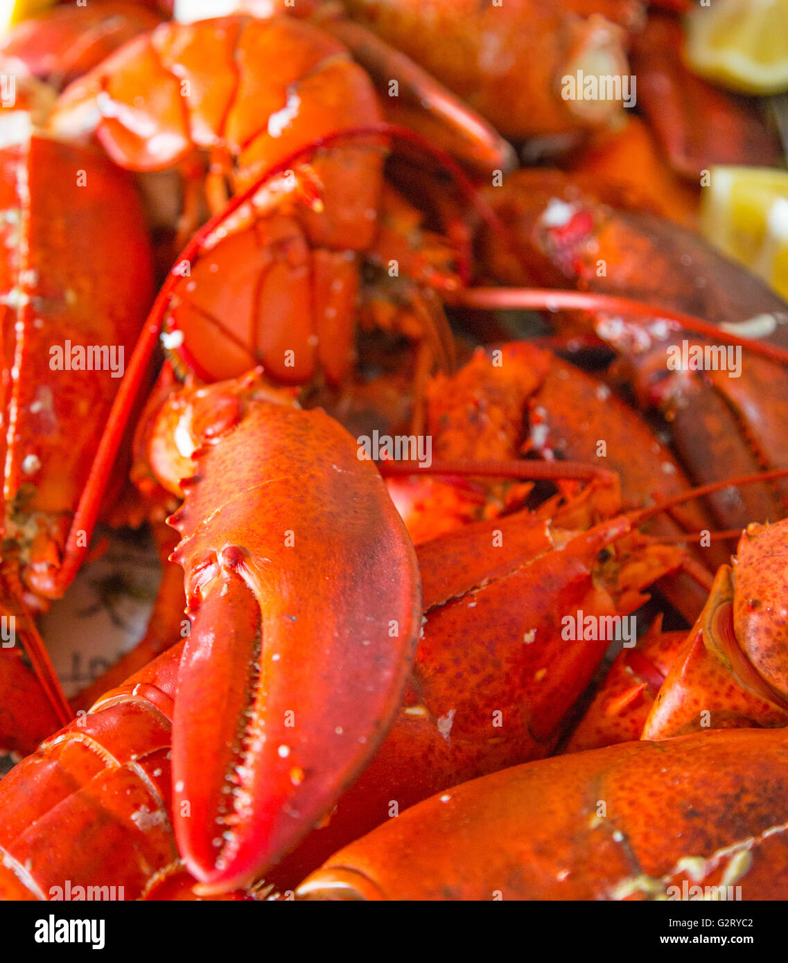 Détail d'une image d'un tas de homards fraîchement préparé Banque D'Images