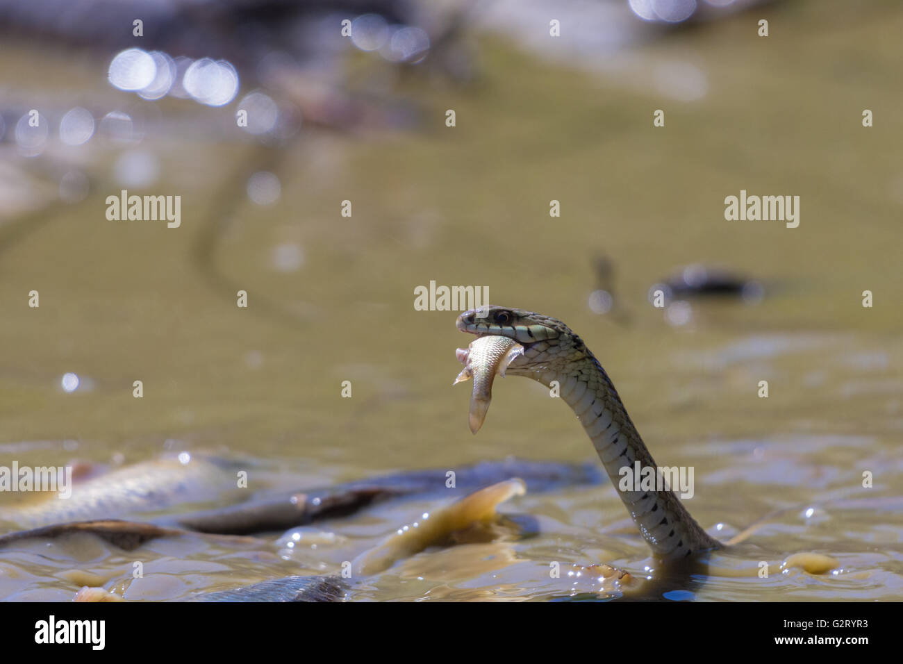 Nouveau Mexique, couleuvres (Thamnophis sirtalis dorsalis), manger des poissons échoués dans un marais à séchage NWR Bosque del Apache, N.M. Banque D'Images