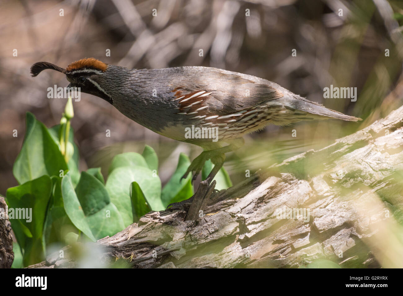 La caille de Gambel Callipepla gambelii), (Bosque del Apache, National Wildlife Refuge, Nouveau Mexique, USA. Banque D'Images