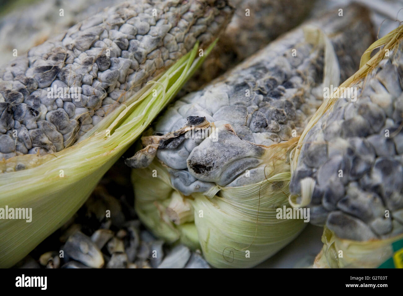 Huitlacoche, du maïs, du charbon dans un marché dans la ville de Mexico Banque D'Images