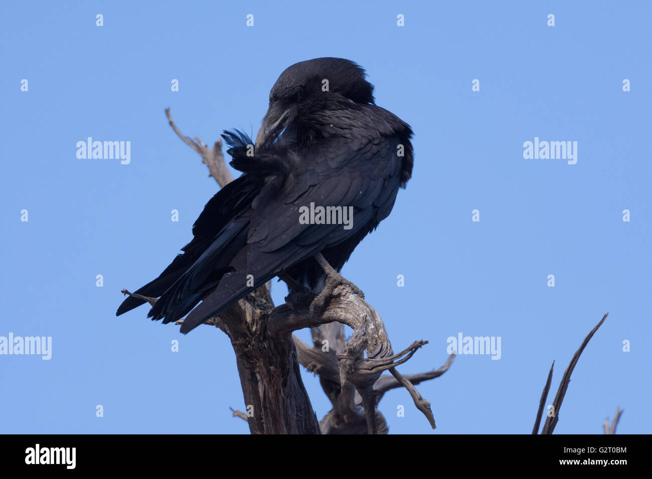 Grand Corbeau (Corvus corax), Bosque del Apache, National Wildlife Refuge, Nouveau Mexique, USA. Banque D'Images