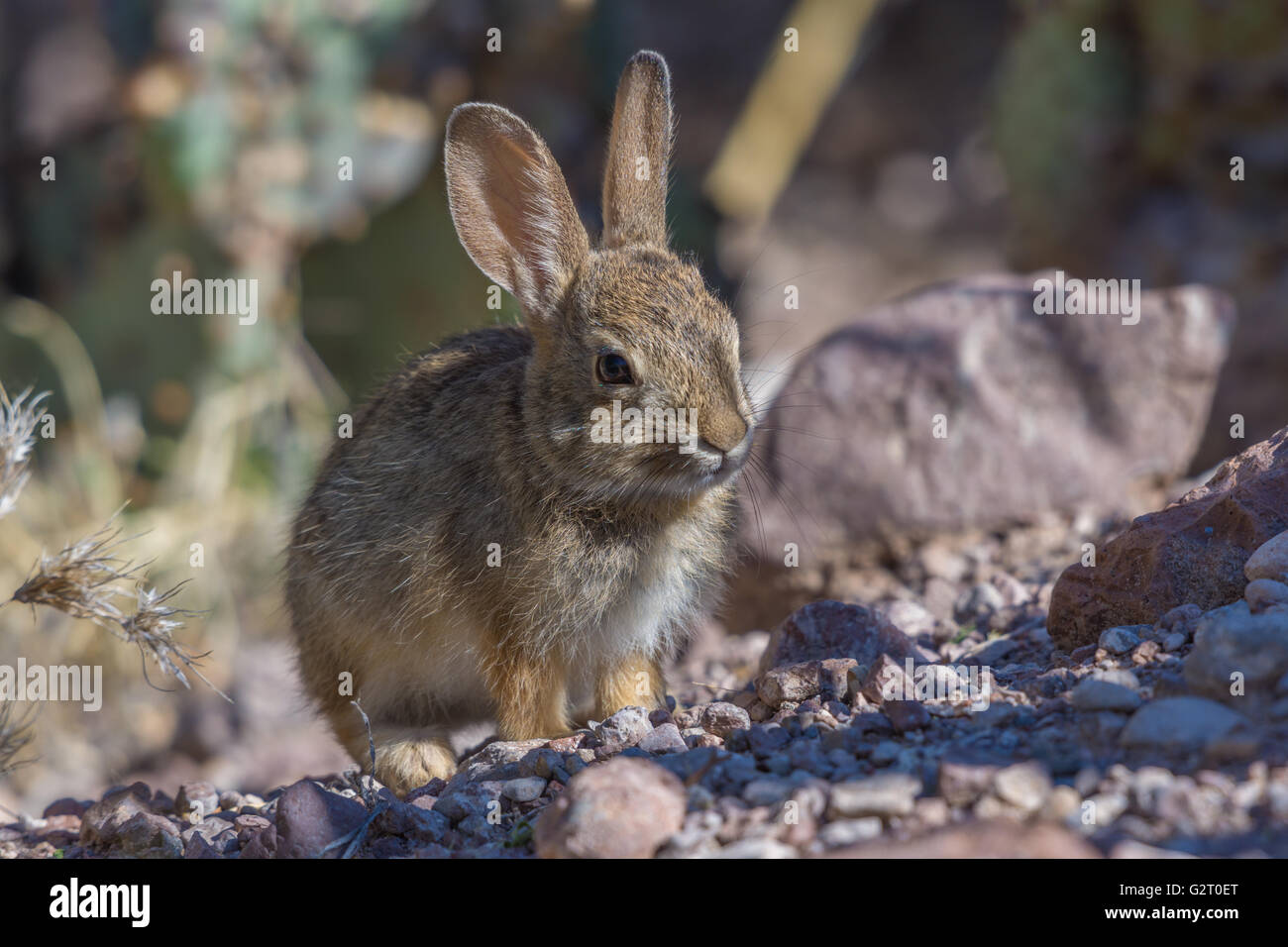 Les Jeunes Désert Nuttall (Sylvilagus audubonii, Bosque del Apache), National Wildlife Refuge, New Mexico, USA Banque D'Images