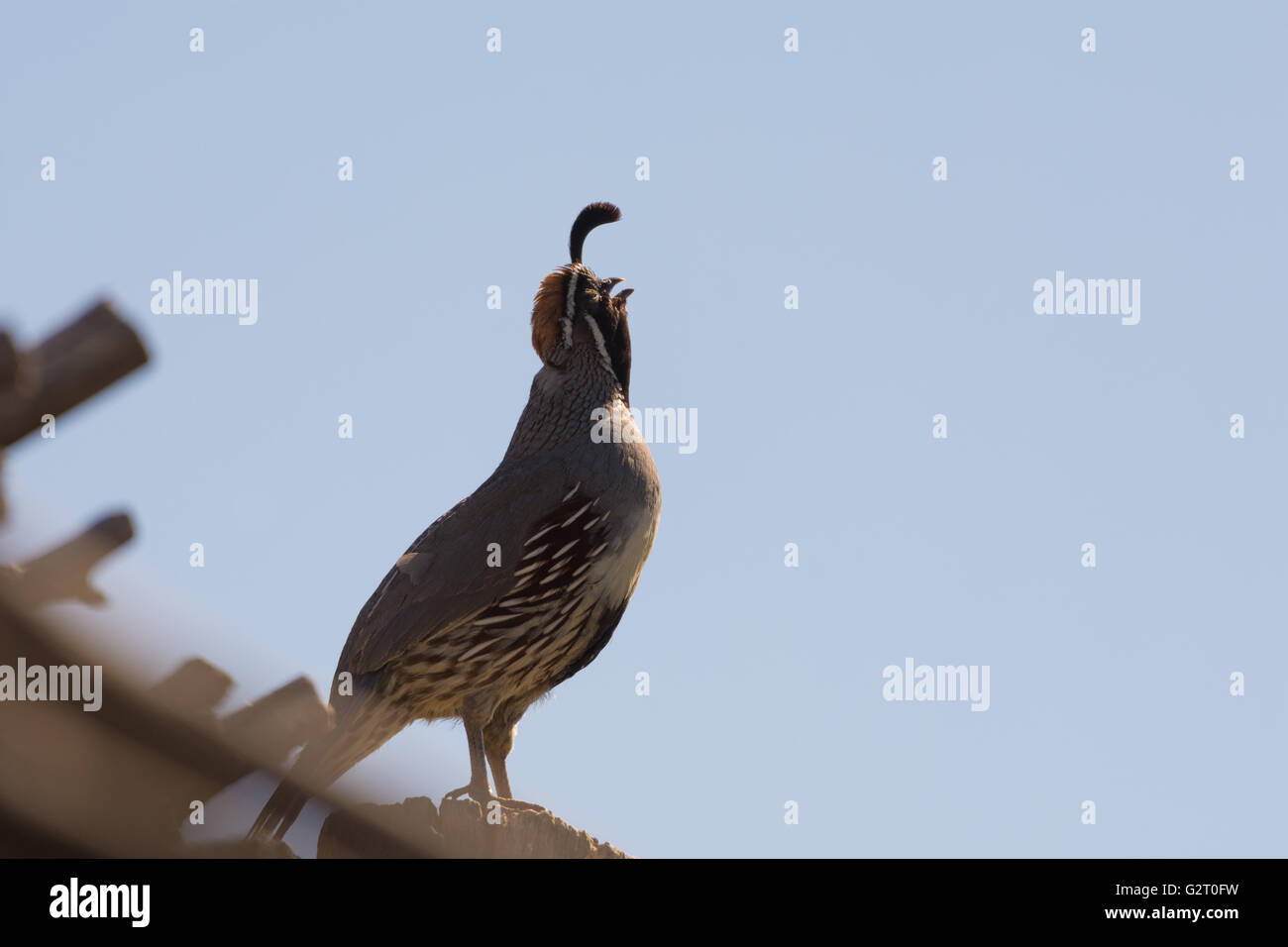 La caille, Gambel mâle (Callipepla gambelii), appelant. Bosque del Apache National Wildlife Refuge, Nouveau Mexique, USA. Banque D'Images