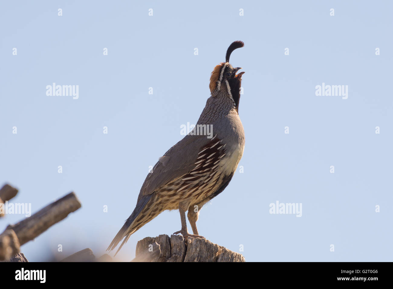 La caille, Gambel mâle (Callipepla gambelii), appelant. Bosque del Apache National Wildlife Refuge, Nouveau Mexique, USA. Banque D'Images