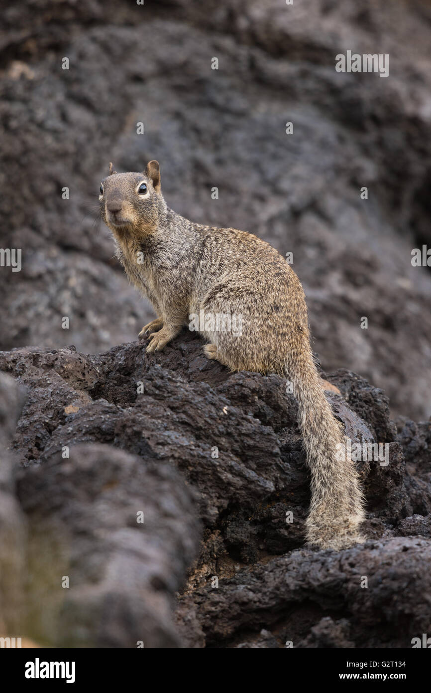 (Otospermophilus Rock Squirrel, variegatus), la Vallée d'Incendies Recreation Area, New Mexico, USA. Banque D'Images
