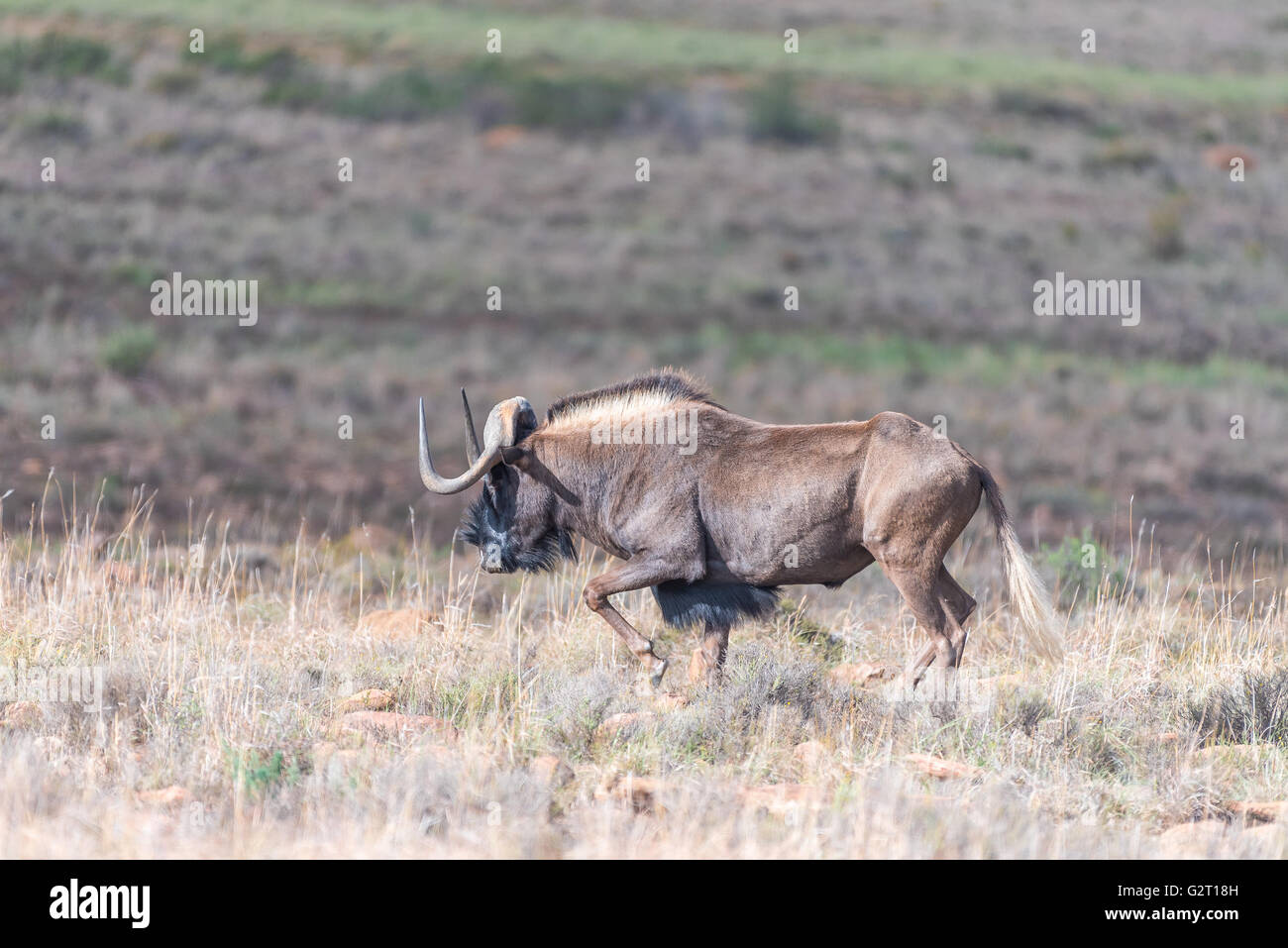 Un gnou noir, Connochaetes gnou, également appelé un cerf de gnu, marcher dans la région du Karoo Eastern Cape Banque D'Images