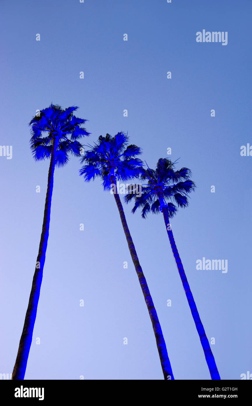 Allumé palmiers au crépuscule à Los Angeles Banque D'Images