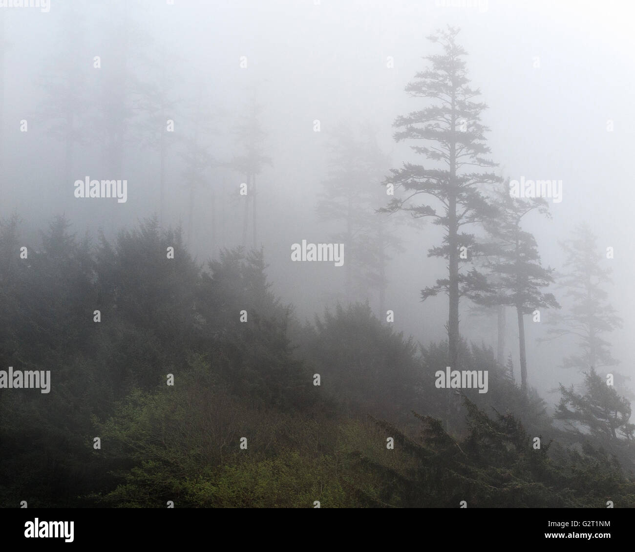 Ou02342-00...OREGON - Arbres dans la brume à Parc d'état d'Ecola près de la plage de Canon. Banque D'Images