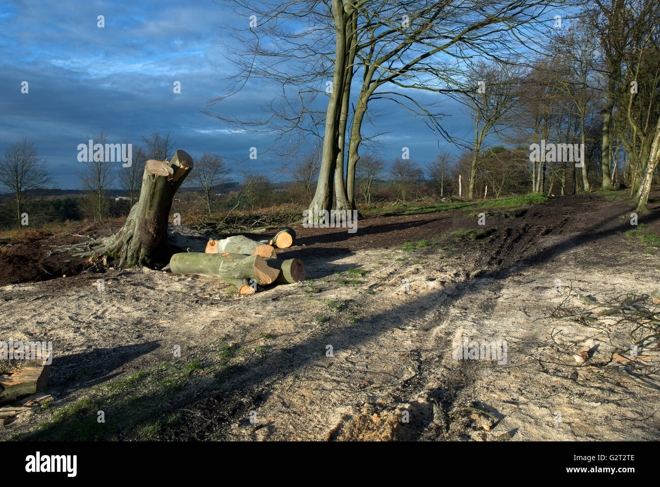 Après la tempête en hiver Château Ring, Cannock Chase AONB Salon de Beauté Naturelle Exceptionnelle en automne Staffordshire England Banque D'Images