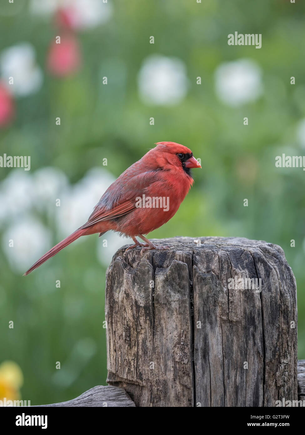Cardinal rouge, Cardinalis cardinalis, est un oiseau nord-américain dans le genre Cardinalis ; elle est aussi connue comme la familièrement Banque D'Images