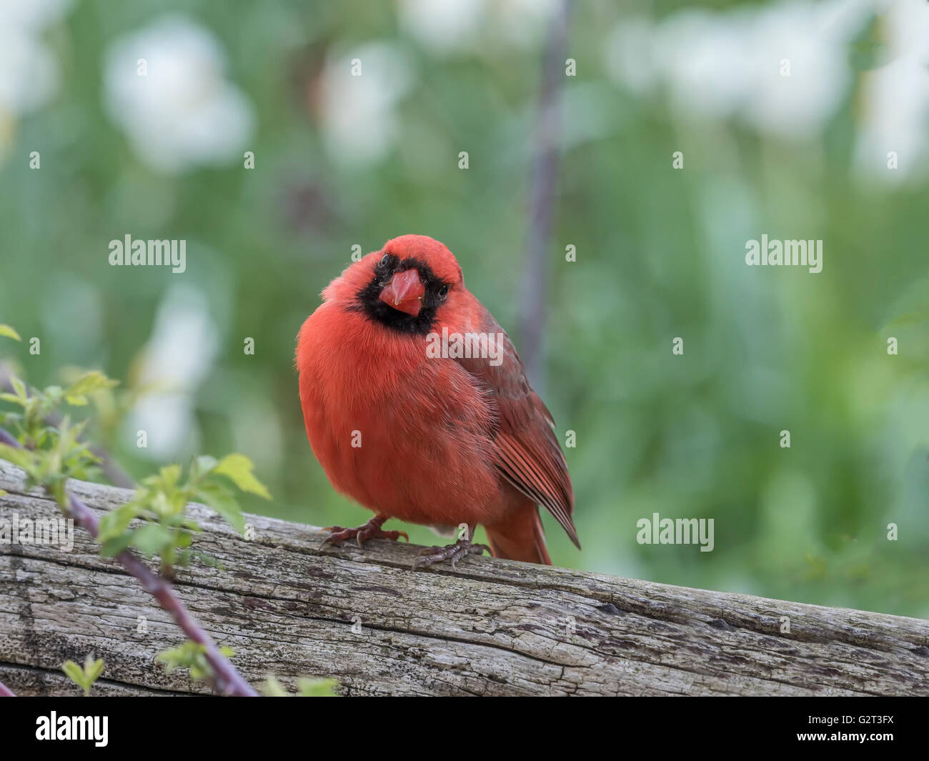 Cardinal rouge, Cardinalis cardinalis, est un oiseau nord-américain dans le genre Cardinalis ; elle est aussi connue comme la familièrement Banque D'Images