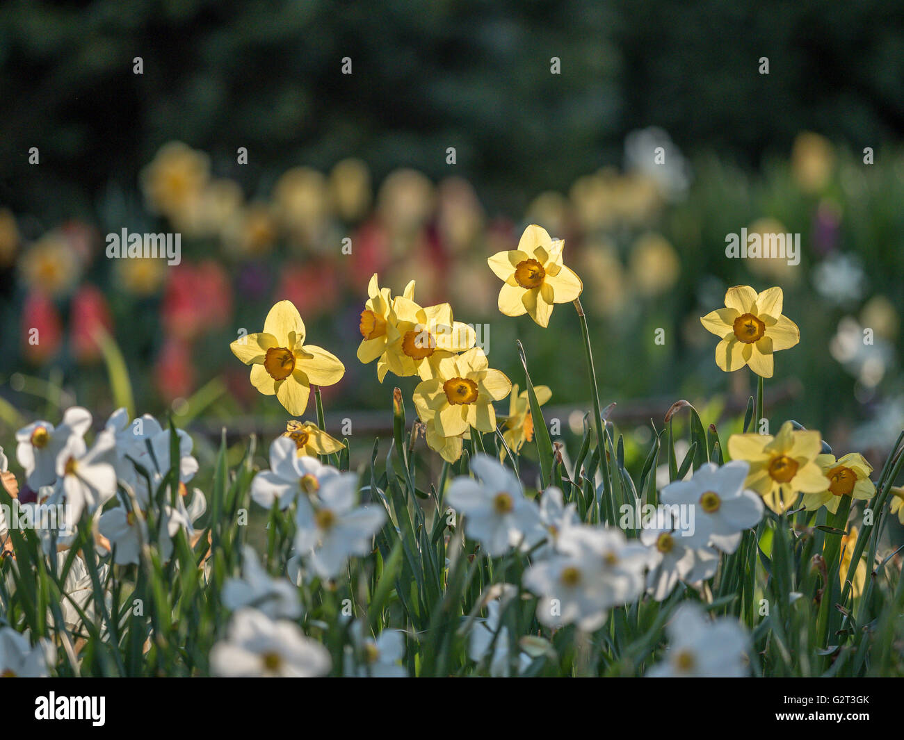 Jonquille Narcissus est un genre de hardy, principalement à floraison printanière, la plupart des plantes vivaces bulbeuses à la famille de l'Amaryllis, sous-famille des Am Banque D'Images