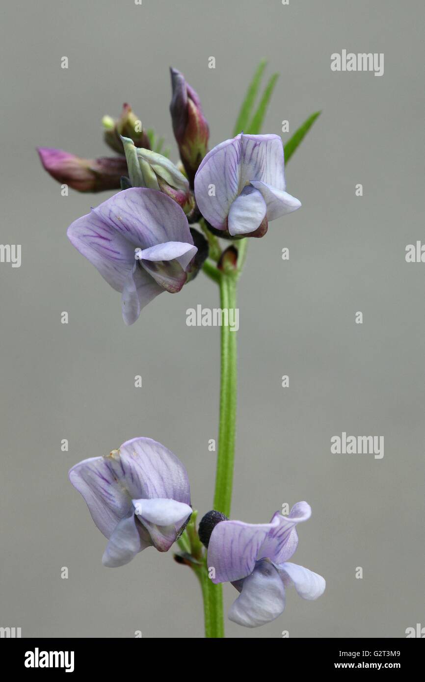 Vesce Vicia sepium - Bush Banque D'Images