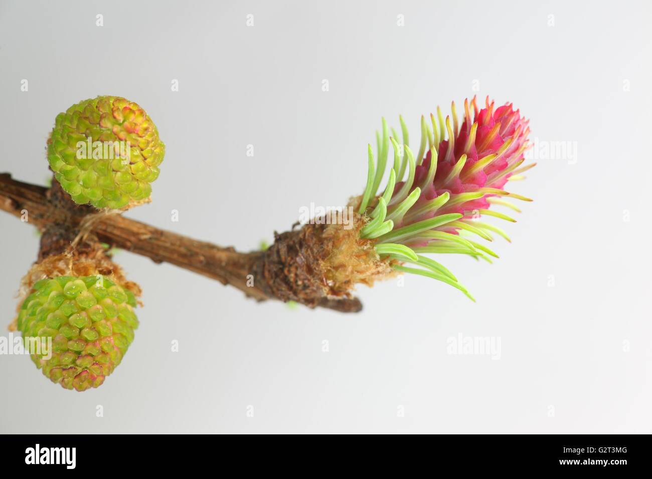 Le mélèze, le jaune des fleurs mâles et femelle fleur rouge Banque D'Images