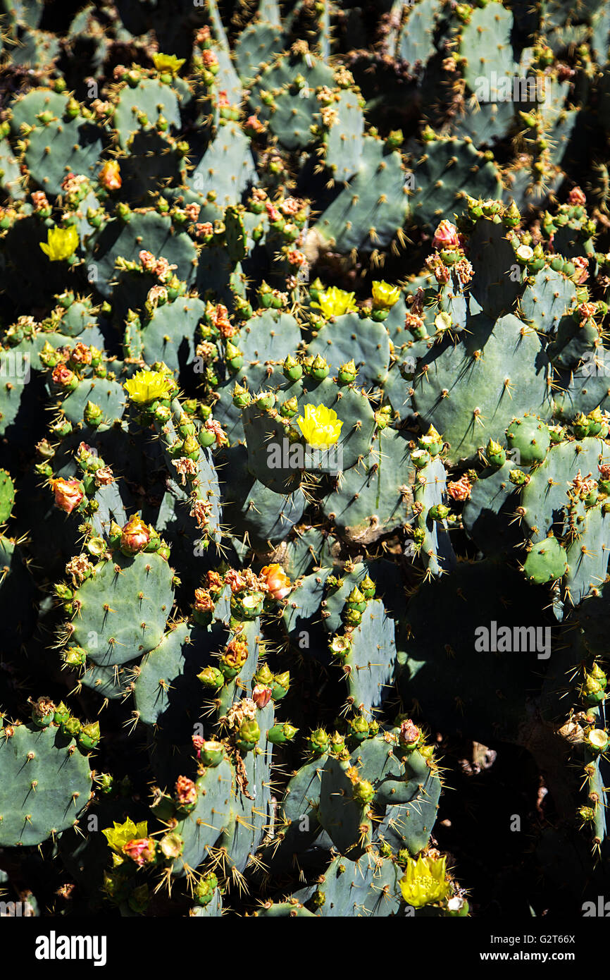 Fermer la vue du cactus dans la nature Banque D'Images