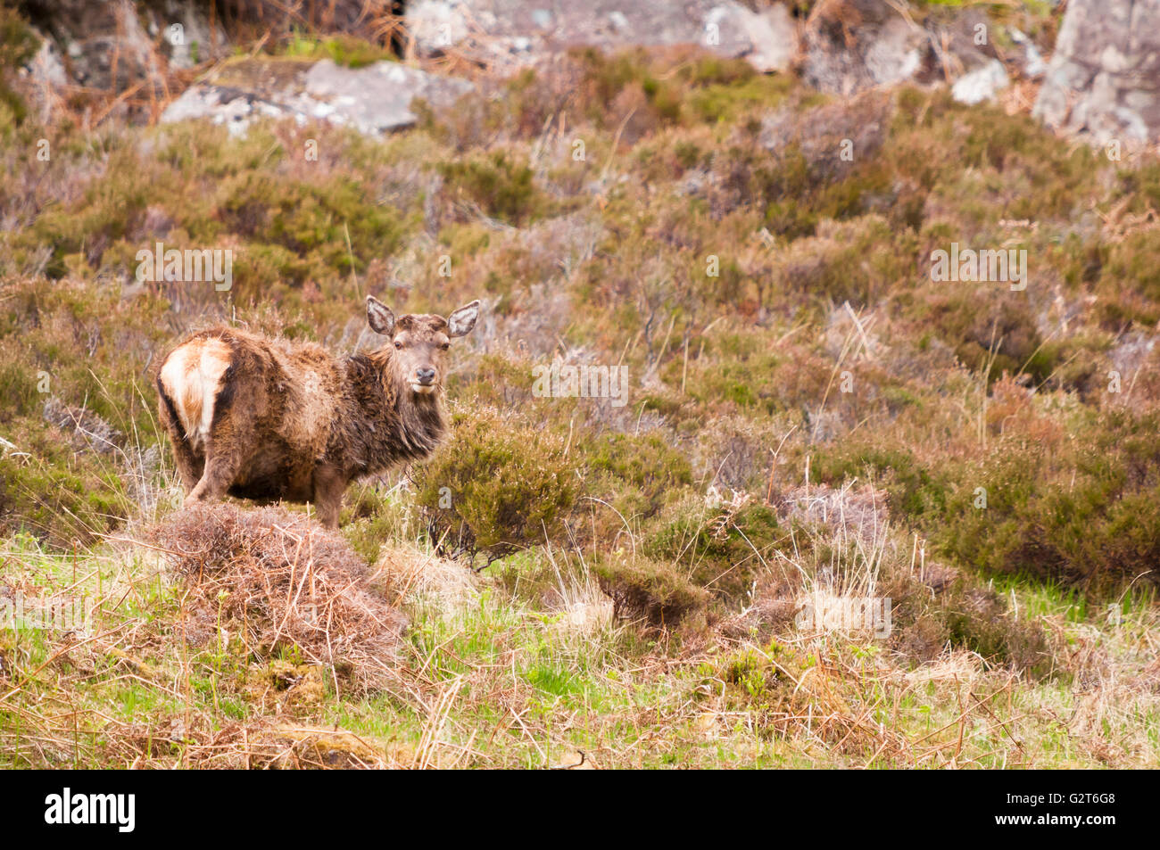 Un solitaire Red Deer stag, Cervus elaphus, sur une colline dans l'Wester Ross Highlands écossais. Banque D'Images