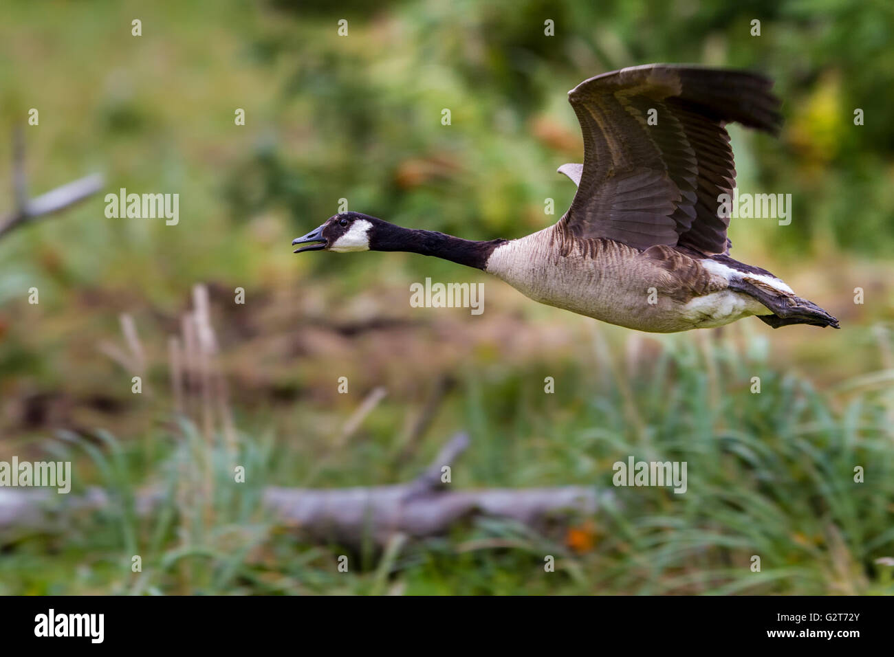 Grande bernache du Canada (Branta canadensis maxima) en vol, Knight Inlet, British Columbia, Canada Banque D'Images