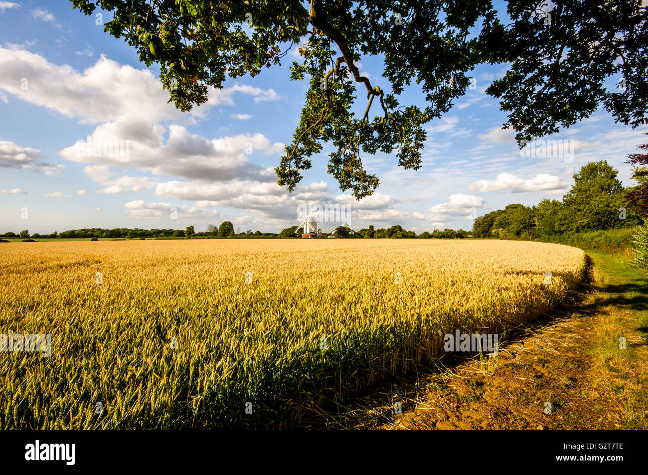 La photographie de paysage de Aythorpe Schmidthof avec moulin à vent domaine des cultures, de l'Essex, en Angleterre. Banque D'Images