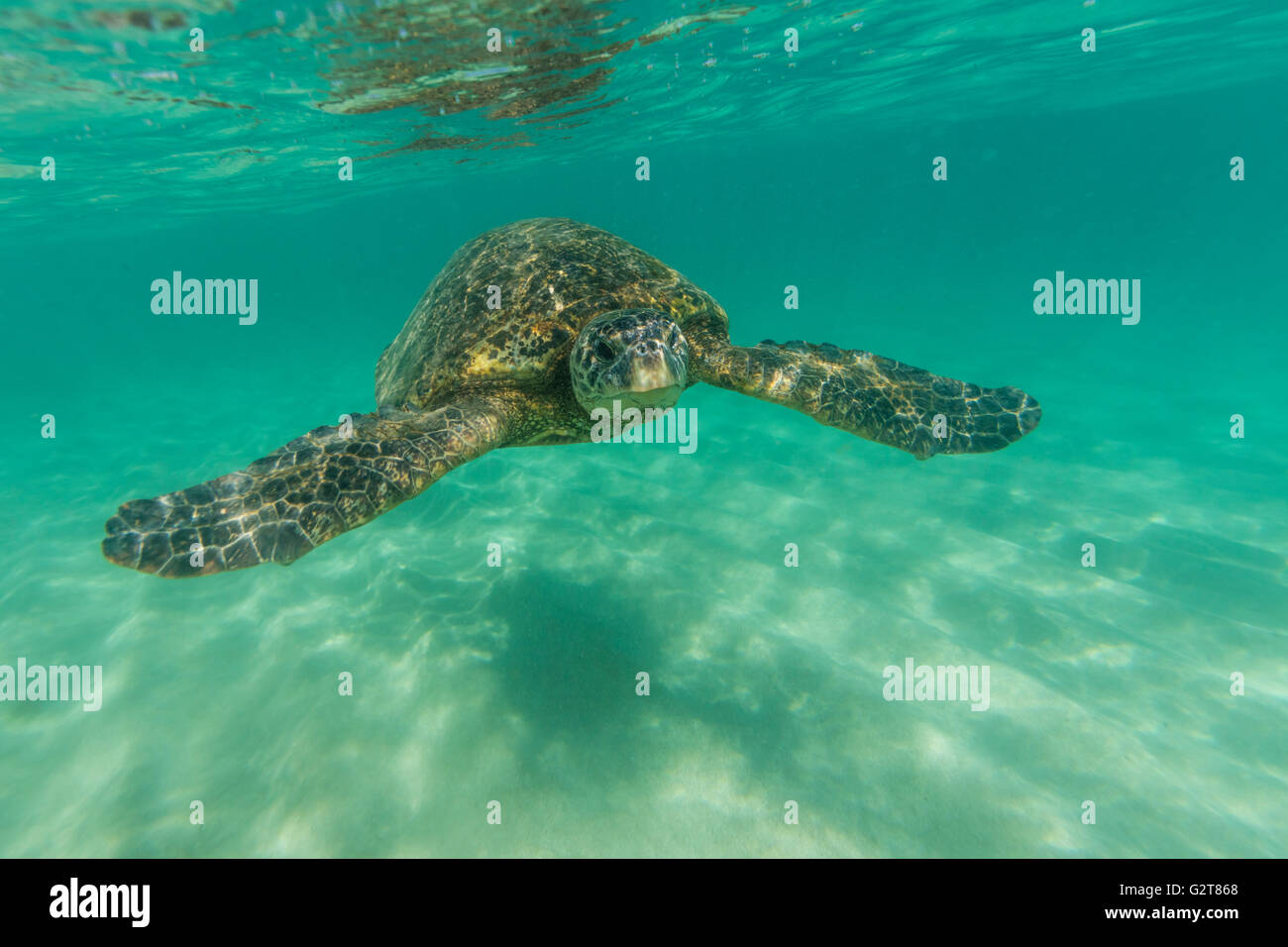 Une vue sous-marine d'une tortue de mer nageant dans les eaux de l'océan peu profond. Banque D'Images