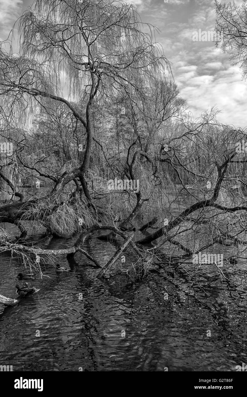 Vondelpark en hiver Banque D'Images