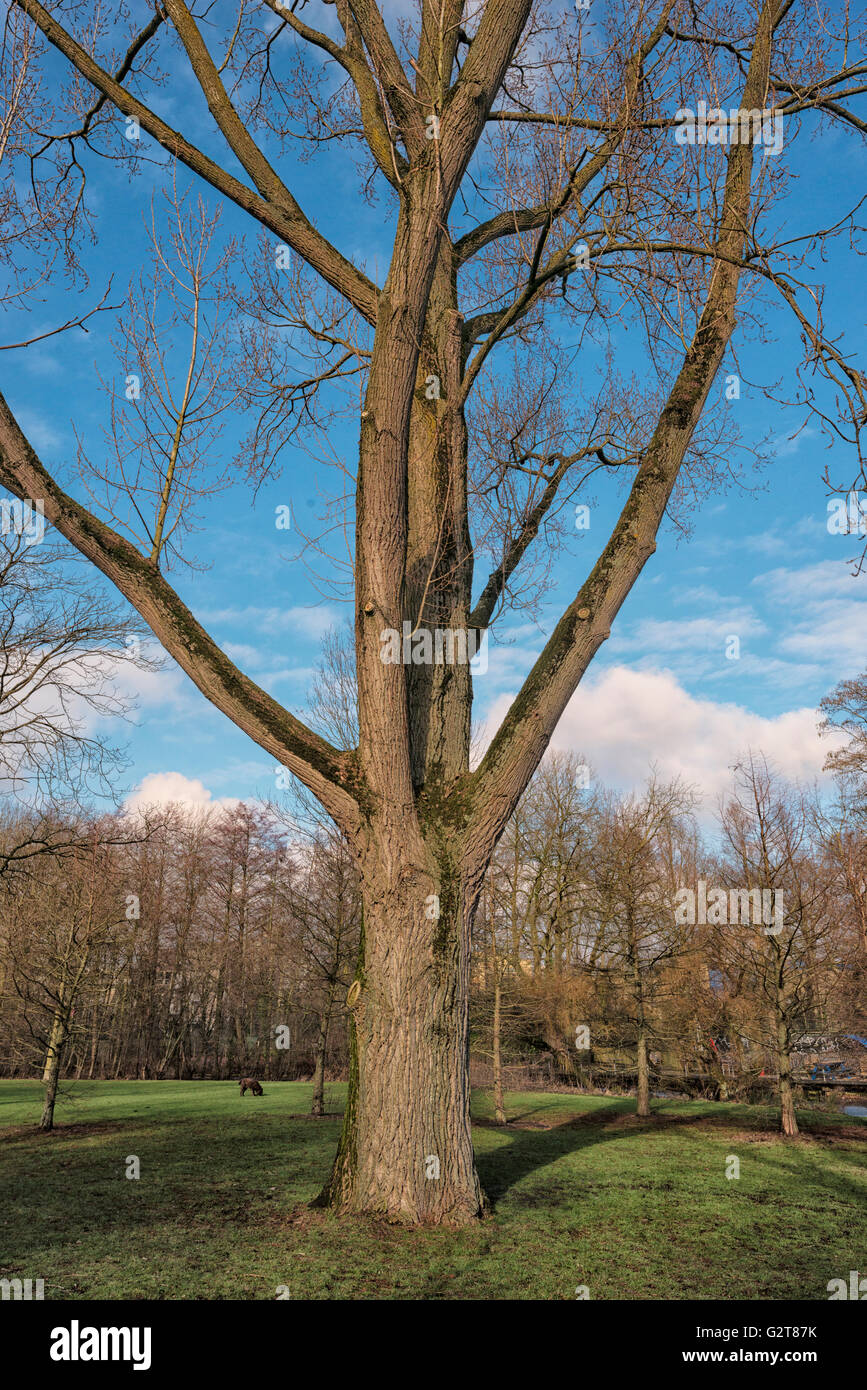 Vondelpark en hiver Banque D'Images