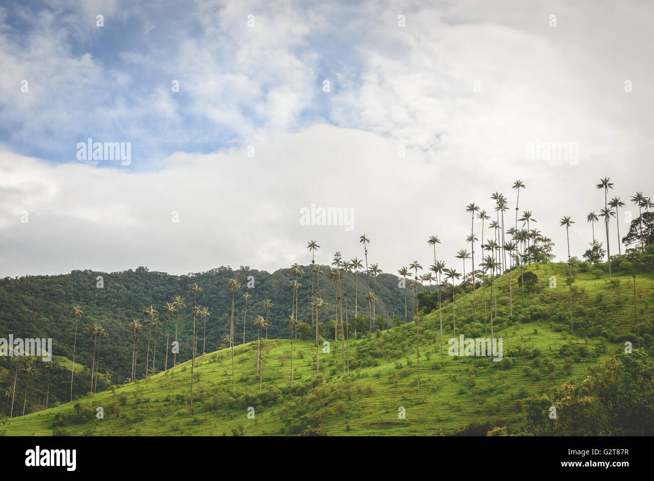 Collines et de grands palmiers dans la vallée de Cocora près de Salento, Colombie Banque D'Images